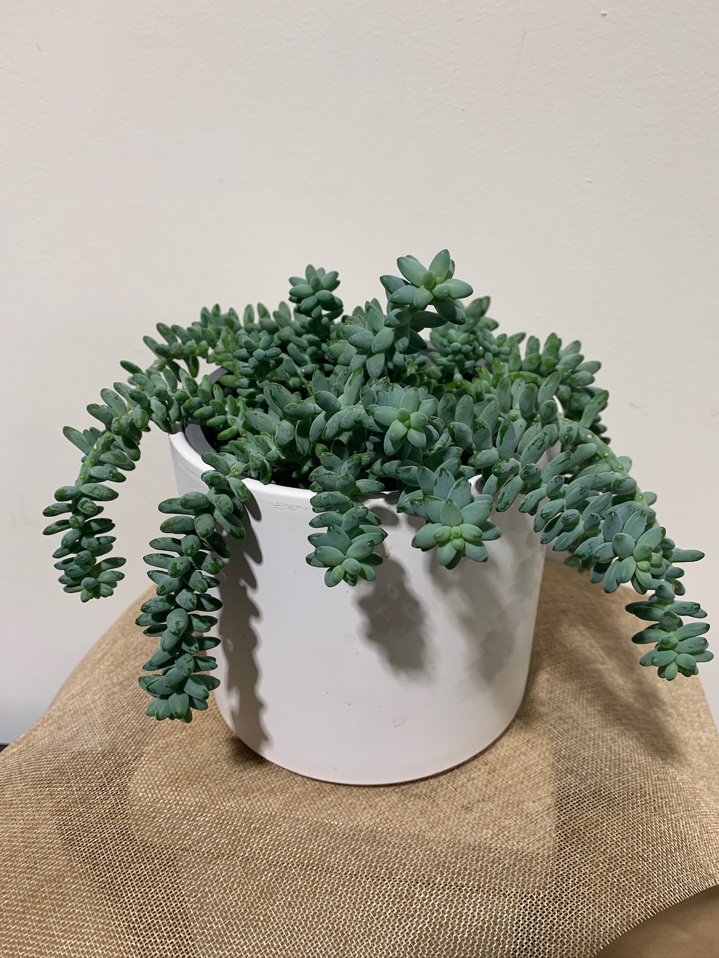 Donkey's Tail Succulent in White Pot