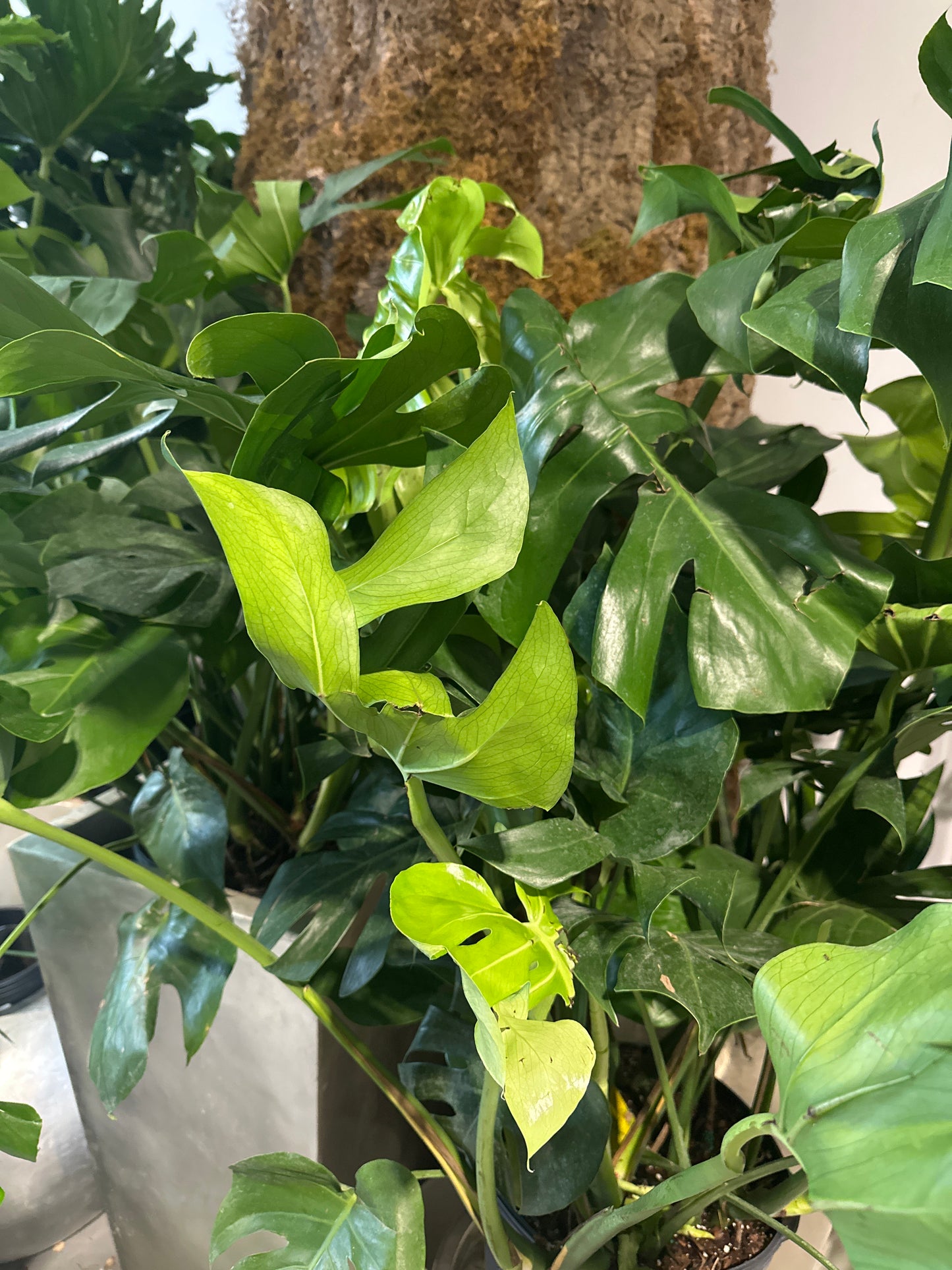 Large 12 inch Monstera Plant (plant only)