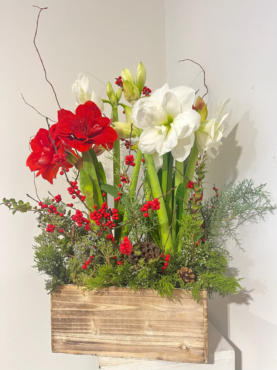 Deluxe Planted Amaryllis Arrangement in Wooden Box