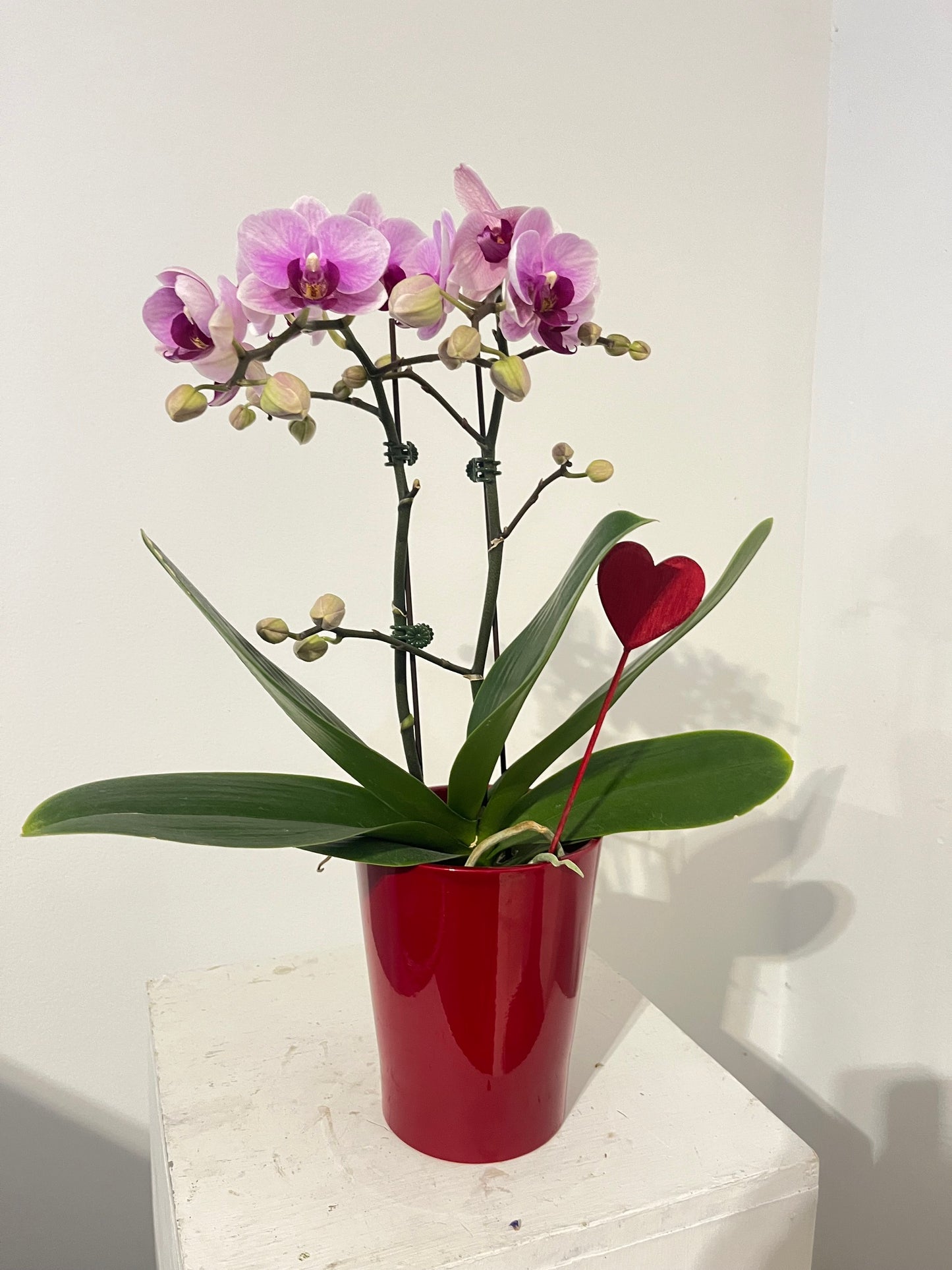 Miniature Orchid in Red Pot (with heart!)