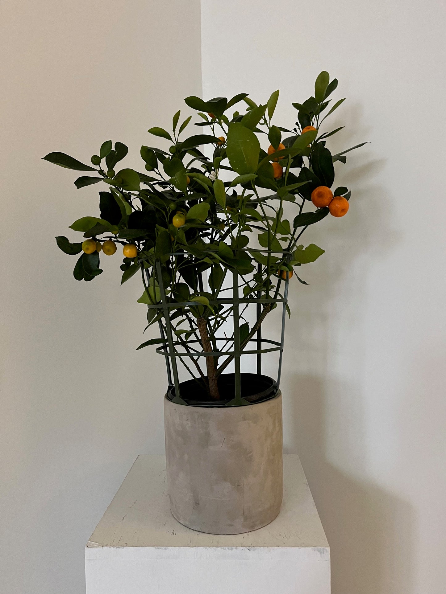 Medium Calamondin Orange Tree in White Pot