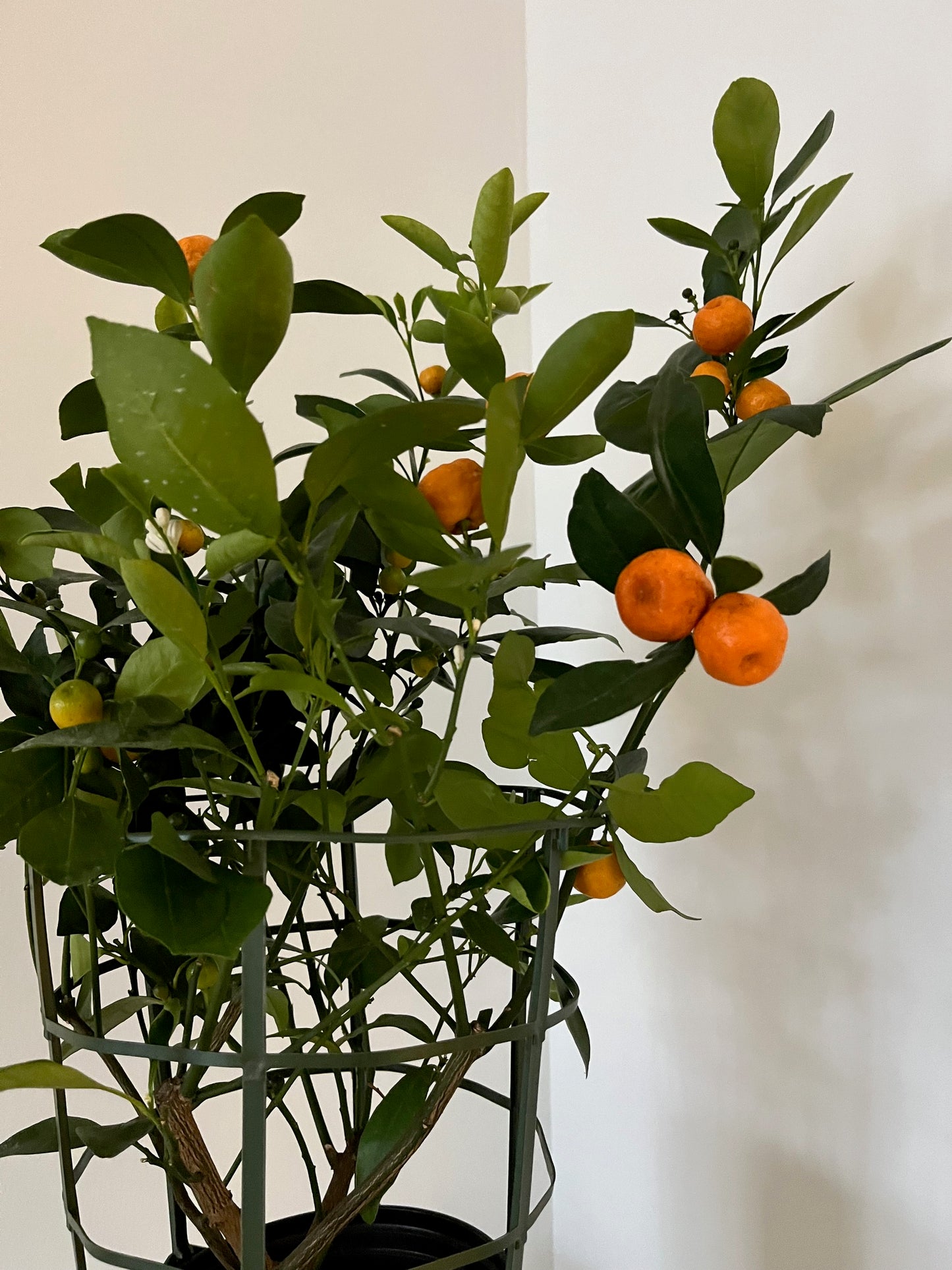 Medium Calamondin Orange Tree in White Pot