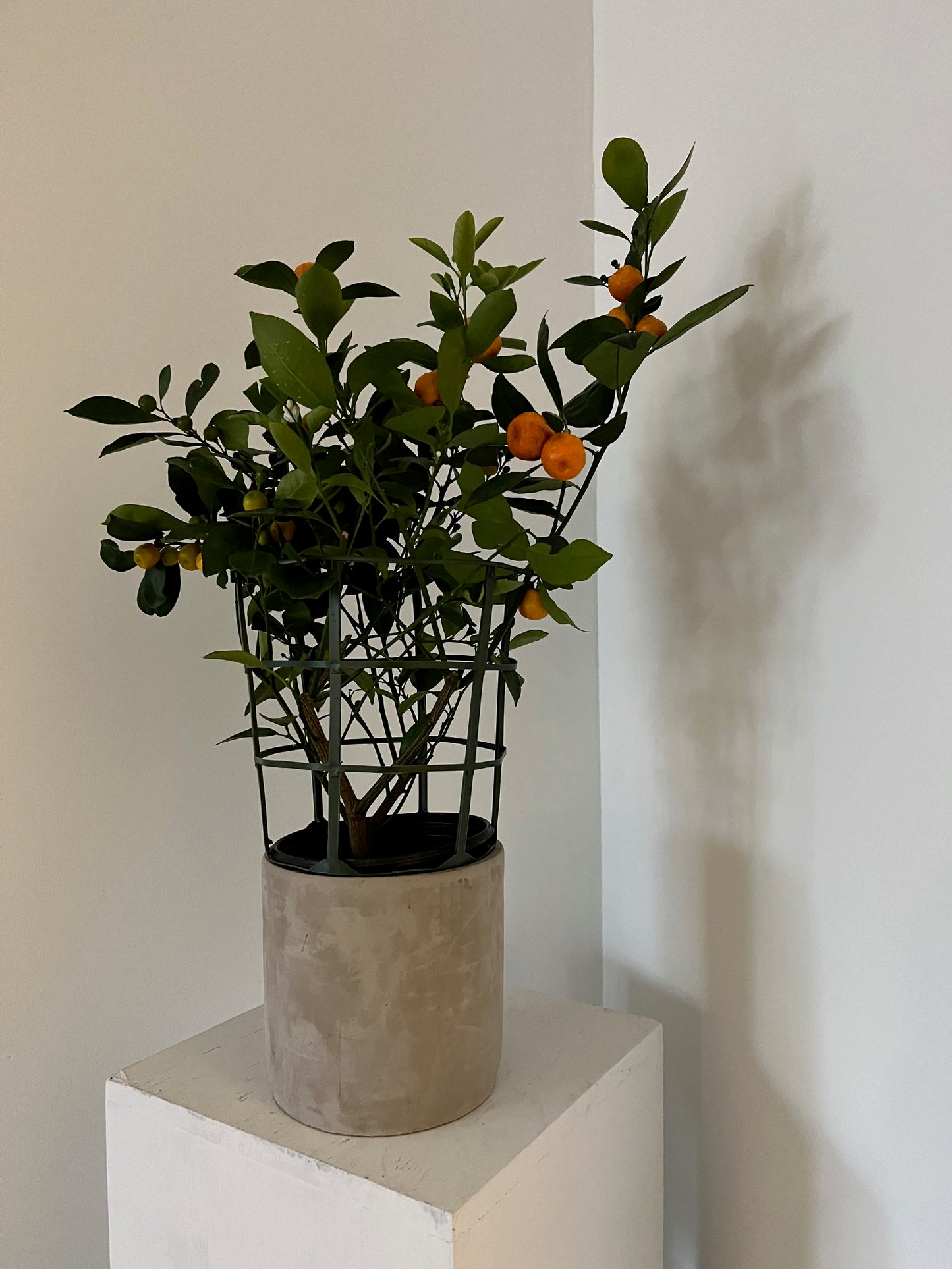 Medium Calamondin Orange Tree in White Pot