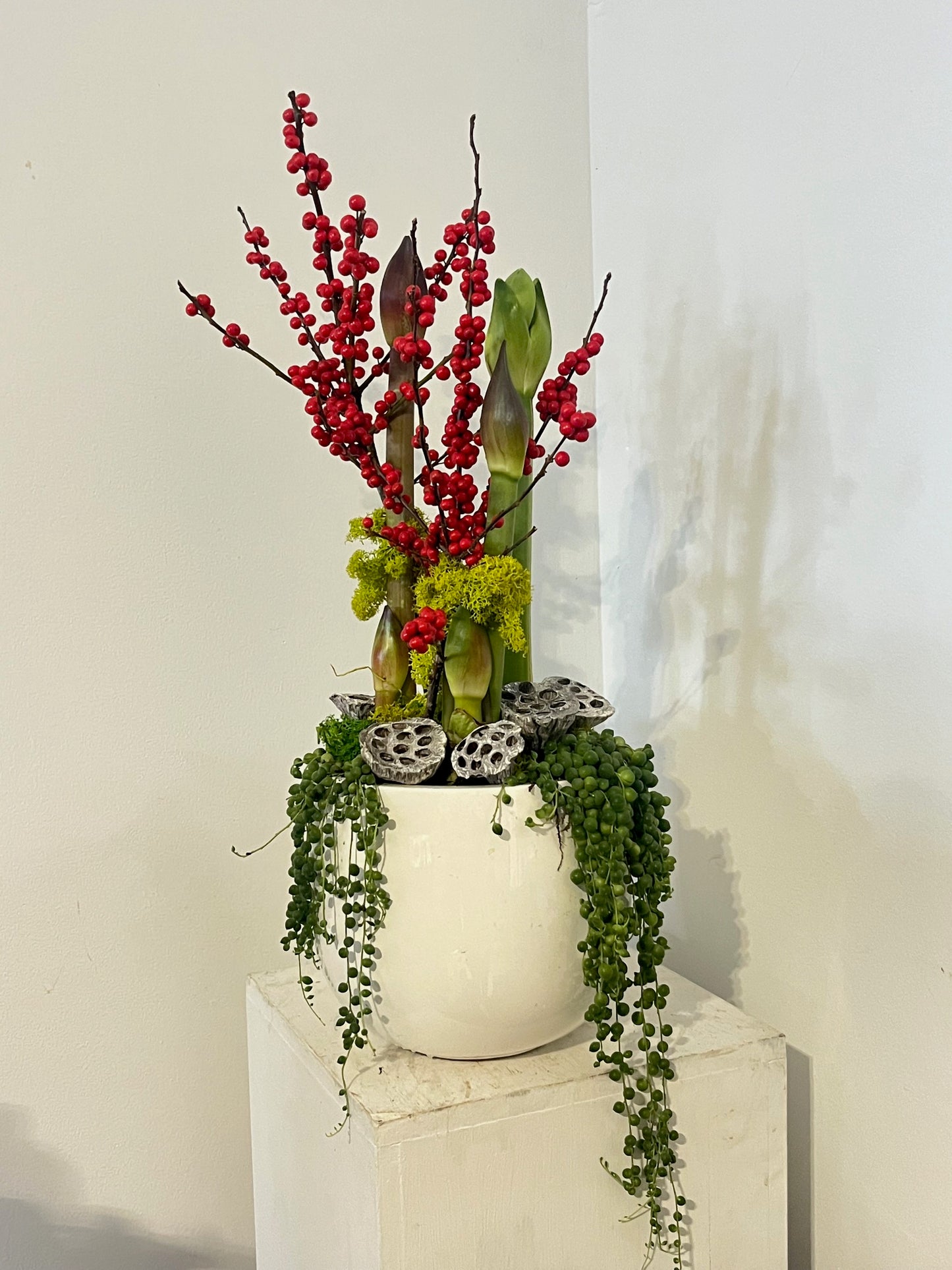 Amaryllis Allure in Fibrestone Planter