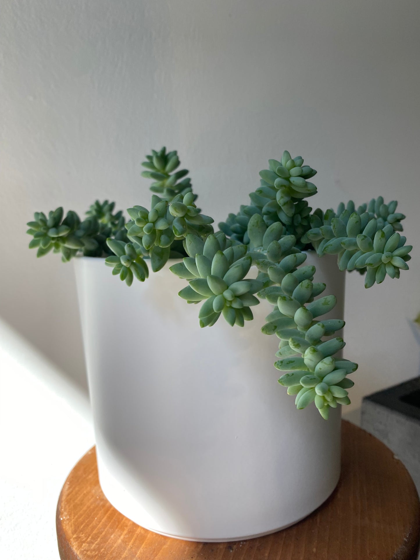 Donkey's Tail Succulent in White Pot