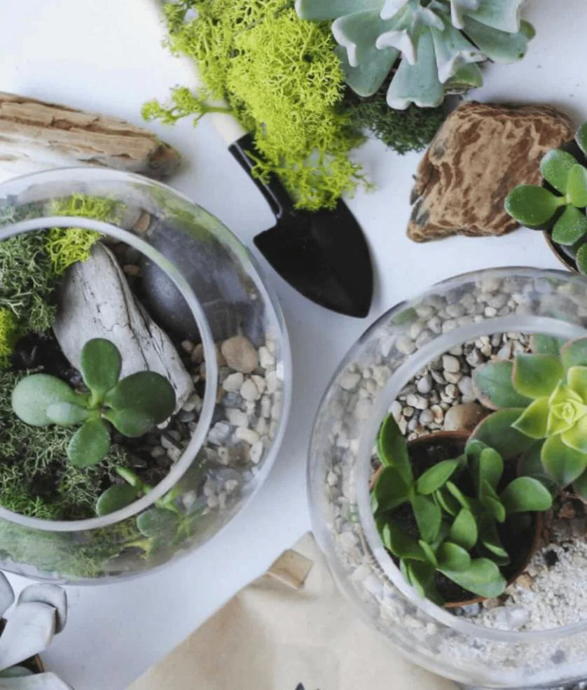 Mini Succulent Terrarium Building Workshop
