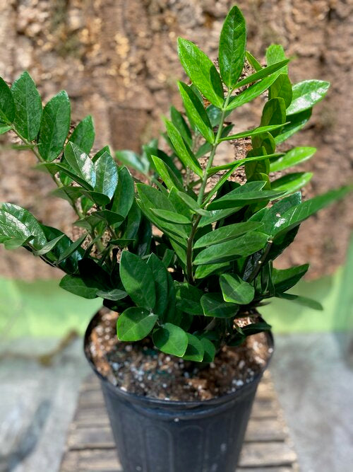 Large 10 inch ZZ Plant (with basket)