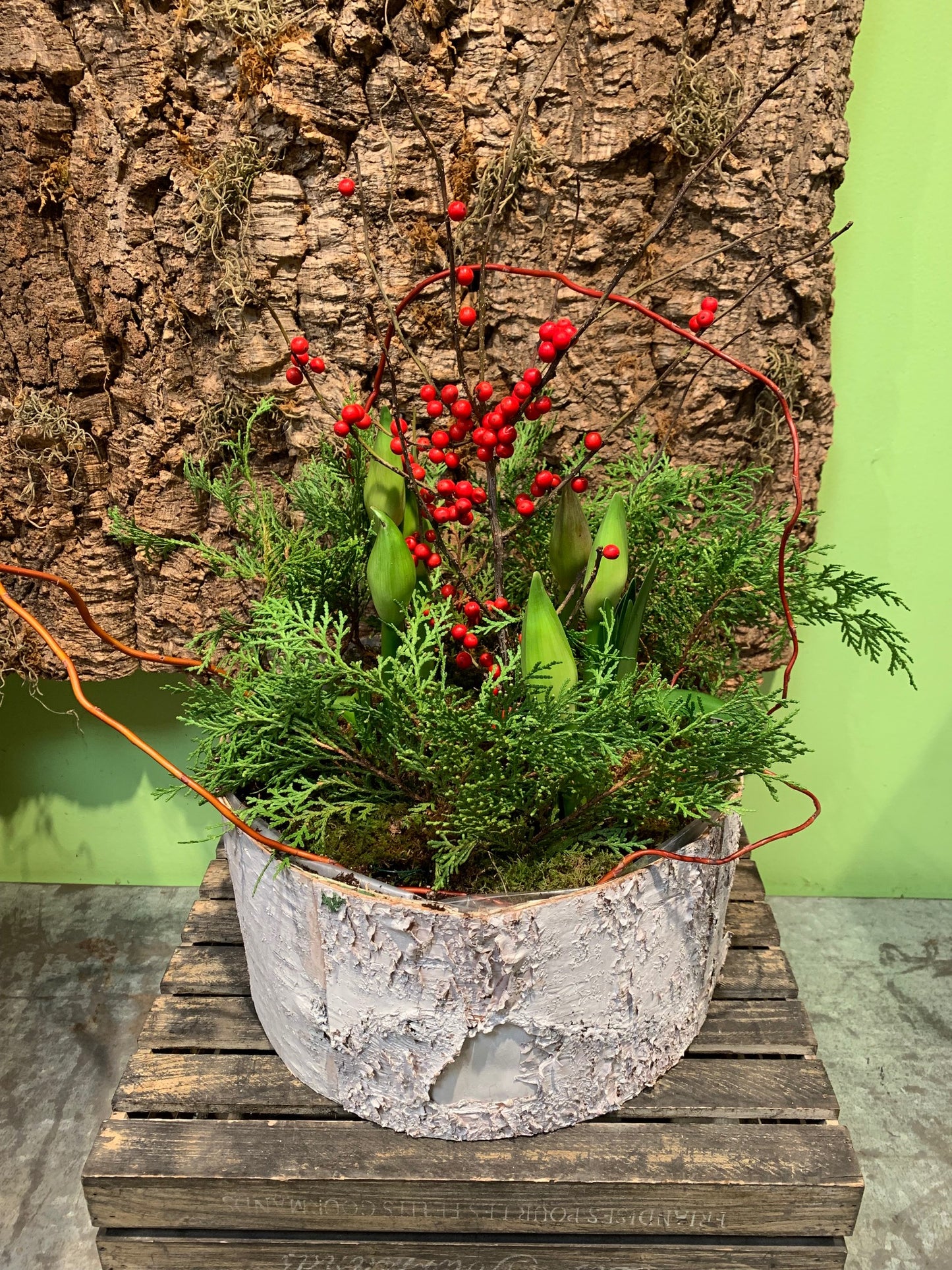 Deluxe 5-Planted Amaryllis Arrangement