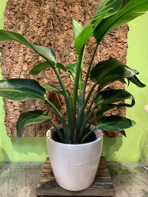 Large Bird of Paradise Plant in Pot
