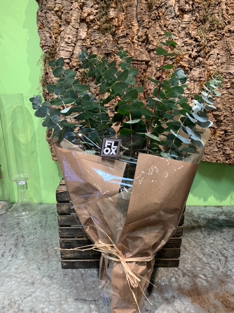 Fresh Eucalyptus Bunch