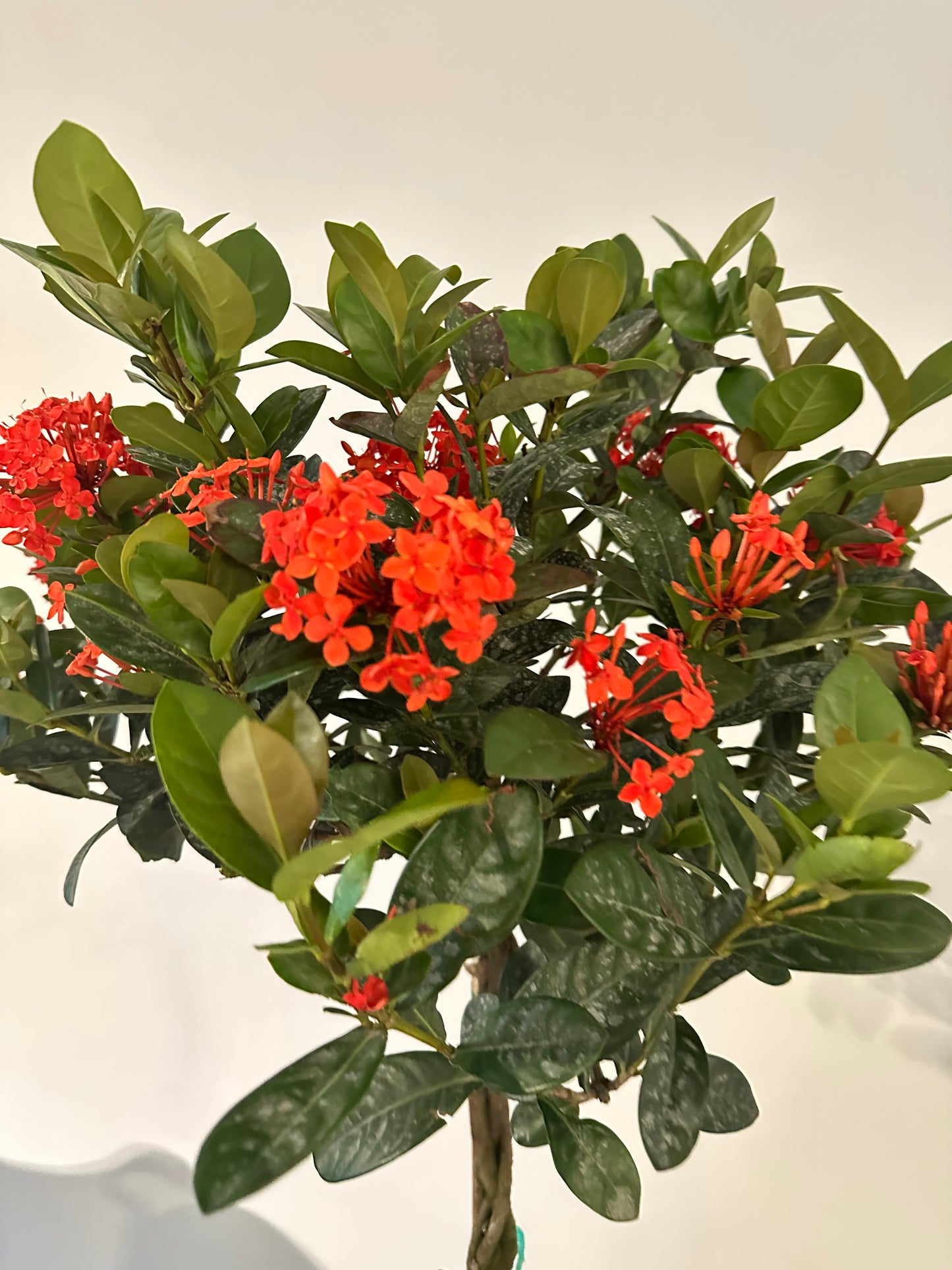 Braided Scarlett Fever (Ixora Maui Braid) 10 inch plant with basket