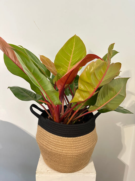 Prince of Orange Philodendron 10 inch Plant (with basket)