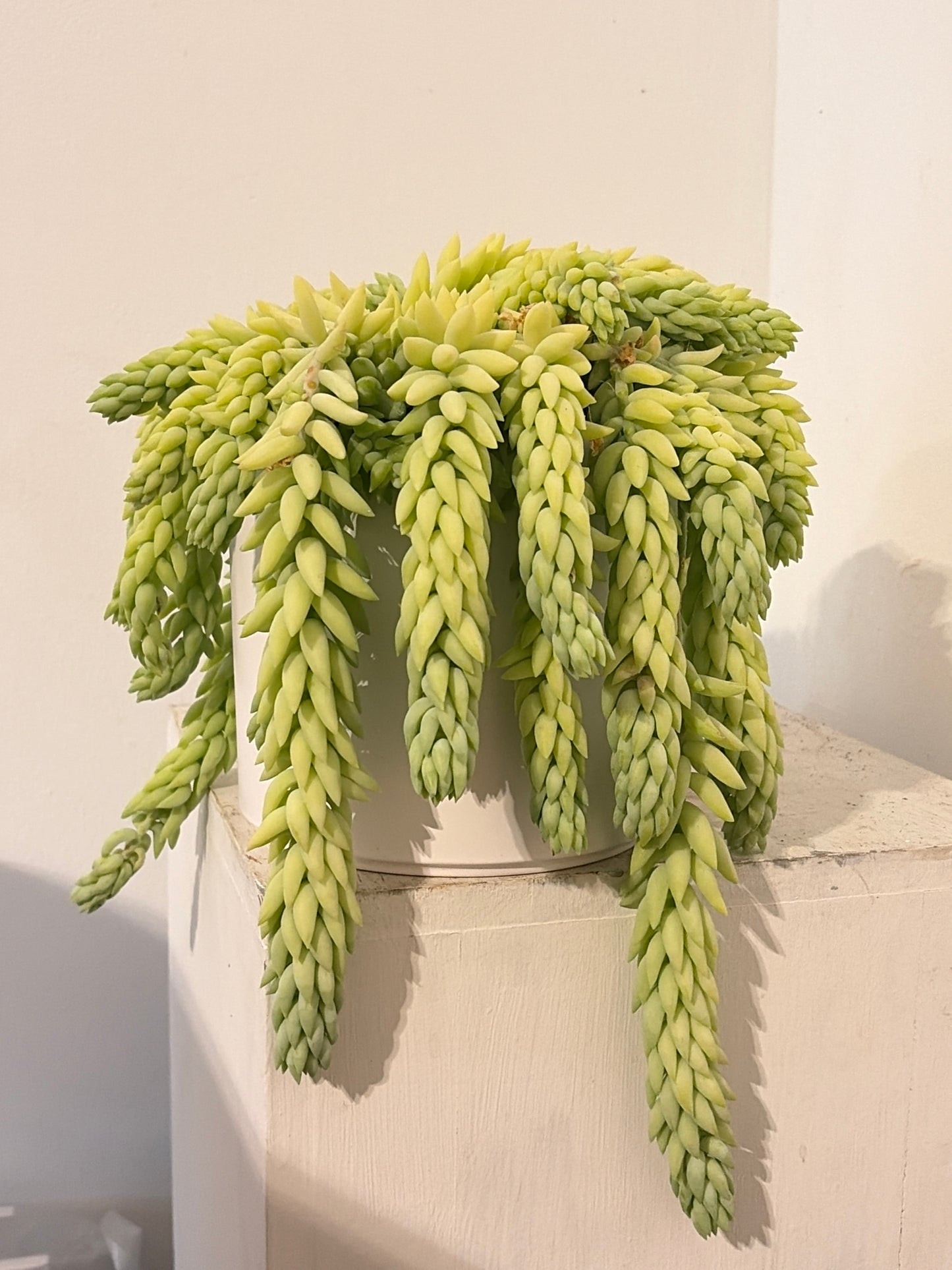 Burrow's Tail Succulent in White Pot