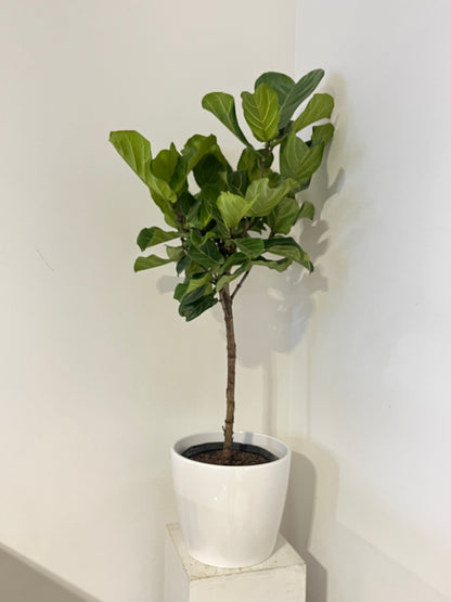 Fiddle Fig Tree with white pot