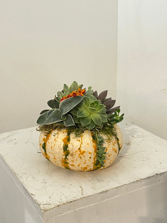 Succulent Pumpkin (medium)