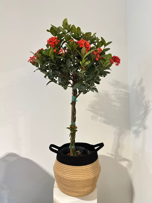 Braided Scarlett Fever (Ixora Maui Braid) 10 inch plant with basket