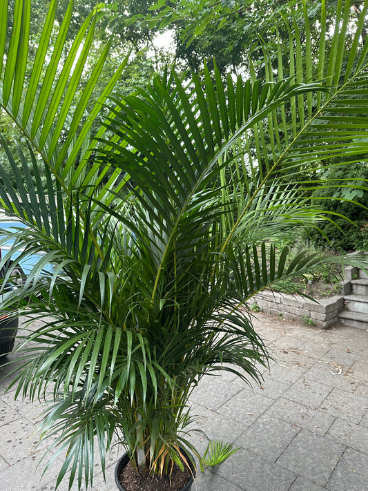 Massive Palm Areca 12 inch (plant only)