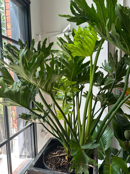 Massive Philodendron Selloum 14 inch (plant only)