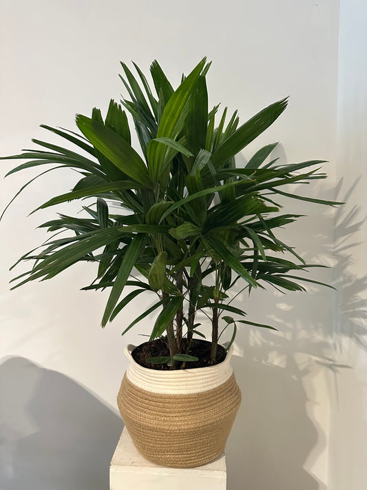 Palm Rhapsis 10 inch (with basket)