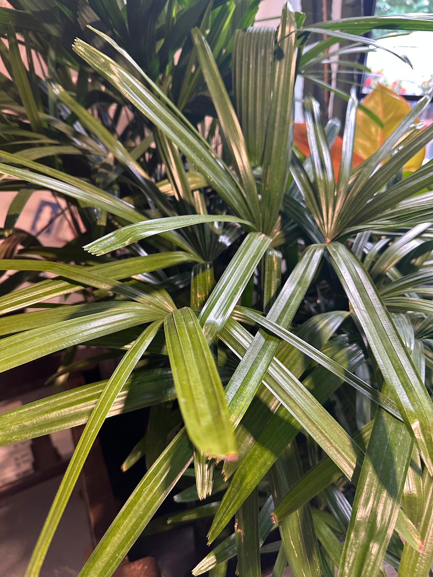 Palm Rhapsis 10 inch (with basket)