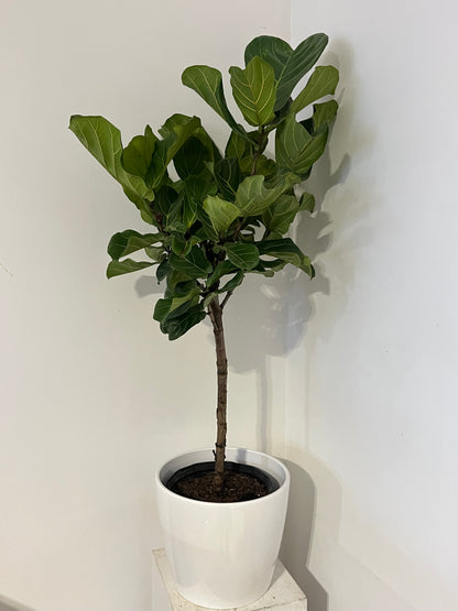 Fiddle Fig Tree with white pot