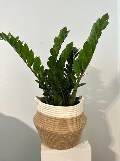 Large 10 inch ZZ Plant (with basket)