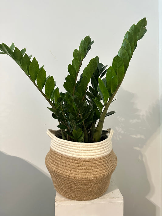 Large 10 inch ZZ Plant (with basket)