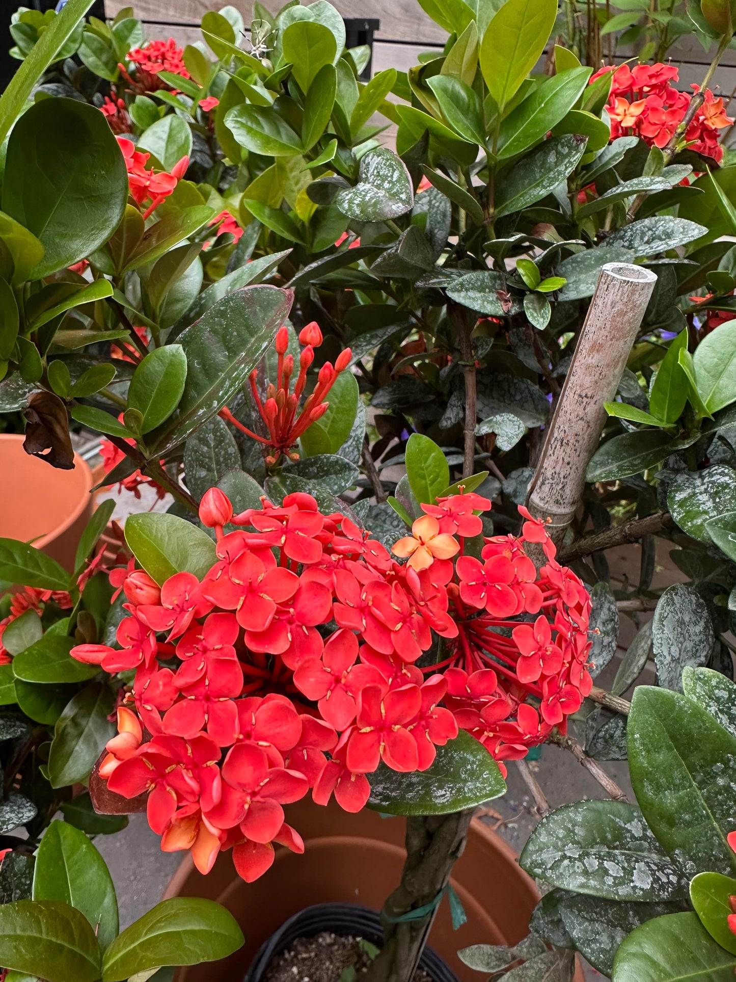 Braided Scarlett Fever (Ixora Maui Braid) 10 inch plant with basket