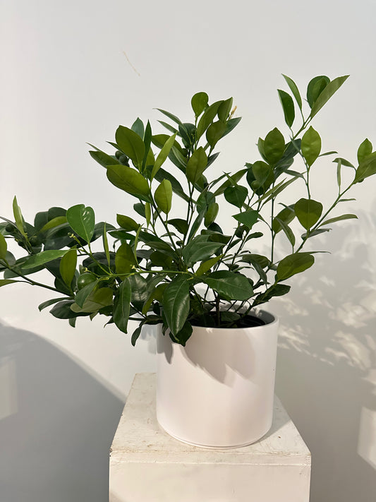 Medium Calamondin Orange Tree in White Pot