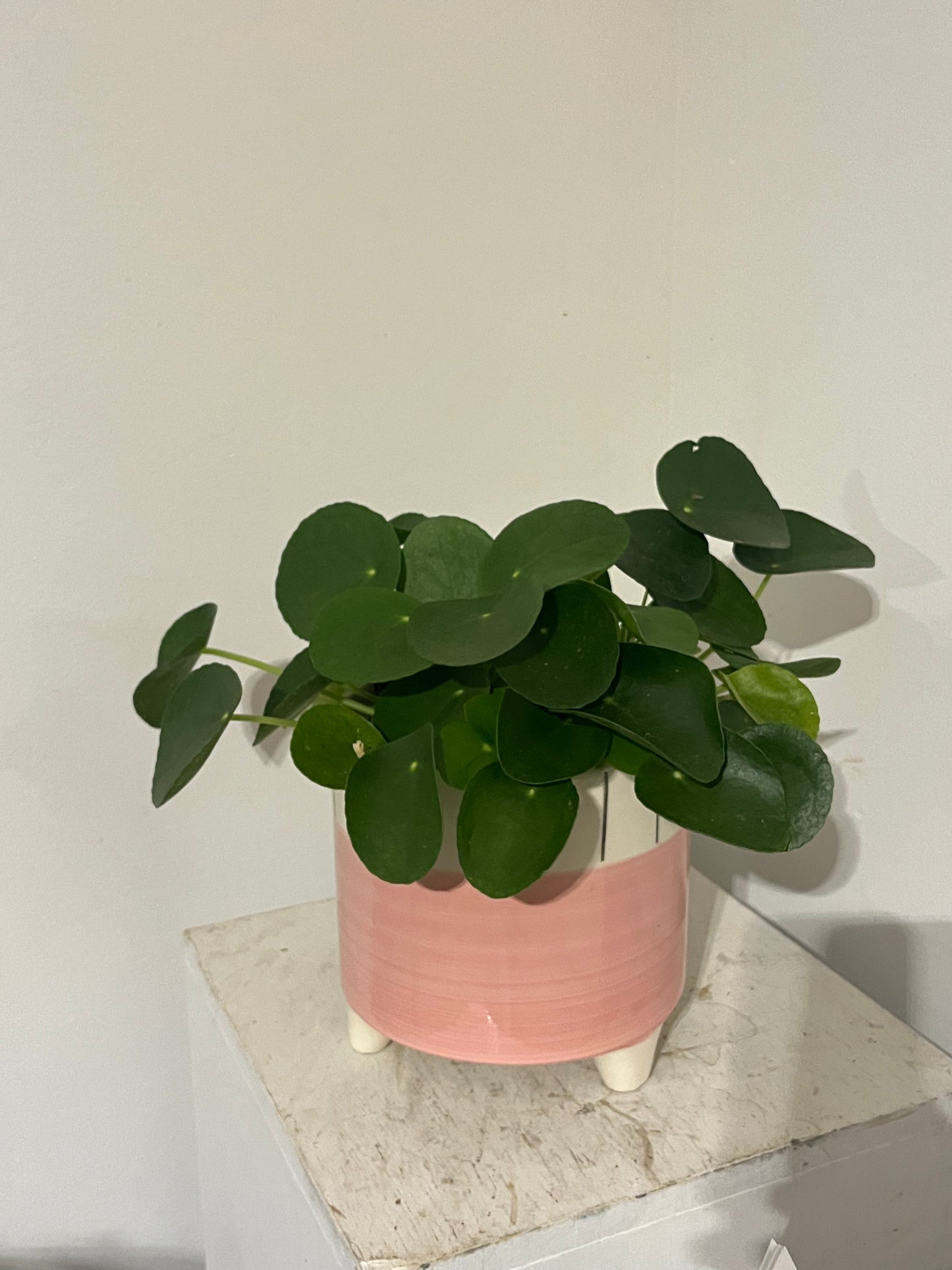 Pilea Peperomioides (in footed pink pot)
