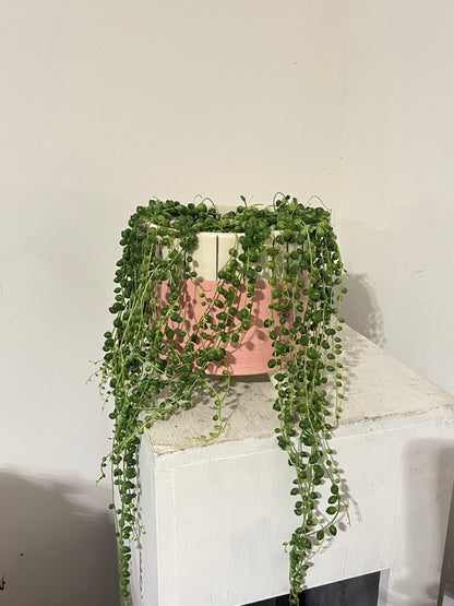 String of Pearls (in footed pink pot)