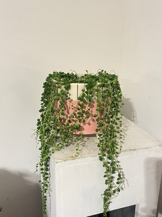 String of Pearls (in footed pink pot)