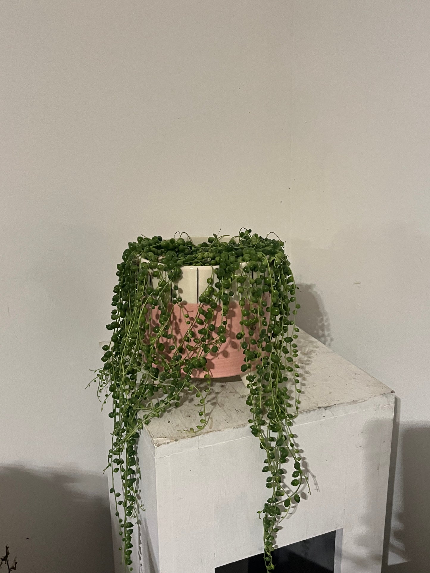 String of Pearls (in footed pink pot)