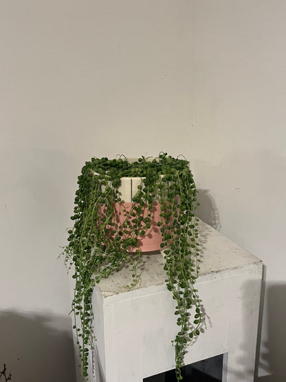 String of Pearls (in footed pink pot)