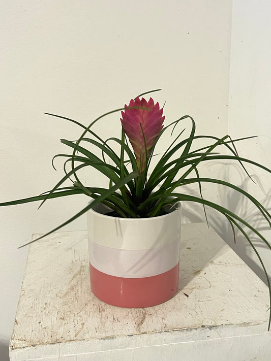 Pink Quill Bromeliad (with striped pot)