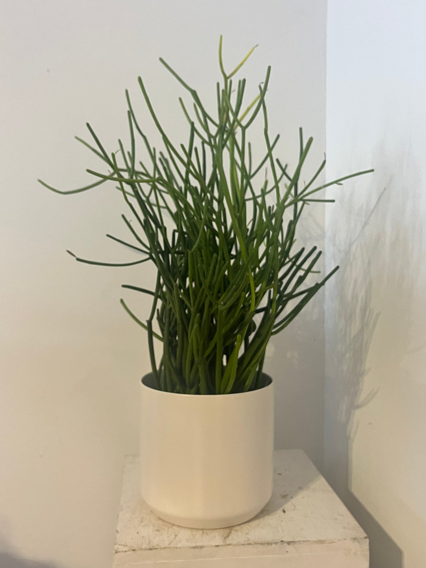 Pencil Cactus in Pot