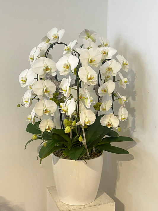 Giant Waterfall Orchid Arrangement