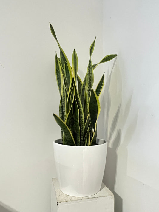Sansevieria "Laurentii" (bi-colour) with white pot