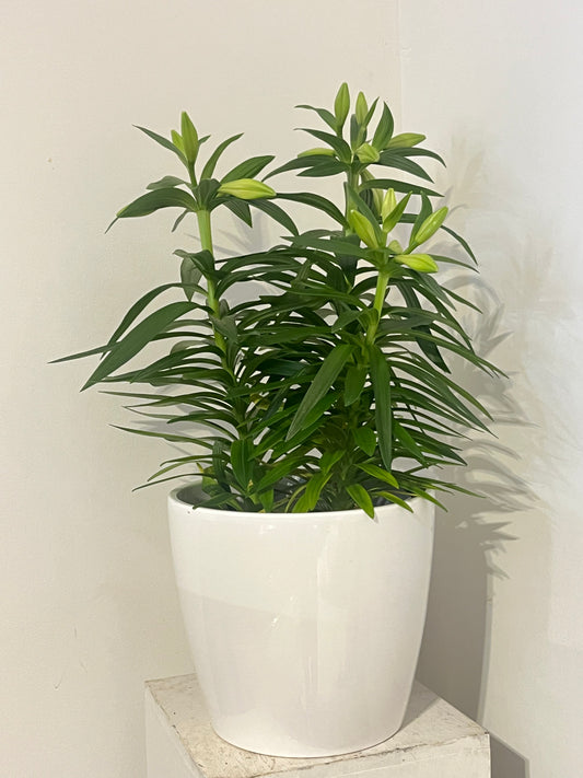 Giant 10" Easter Lily in White Pot