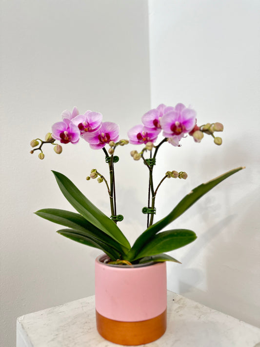 Miniature Orchids in Rose Gold Pot
