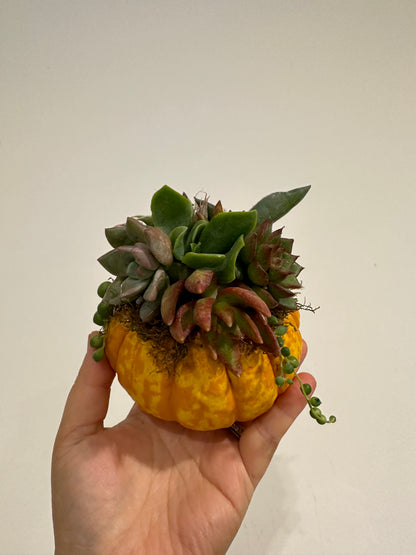 Succulents in Mini Pumpkin Set