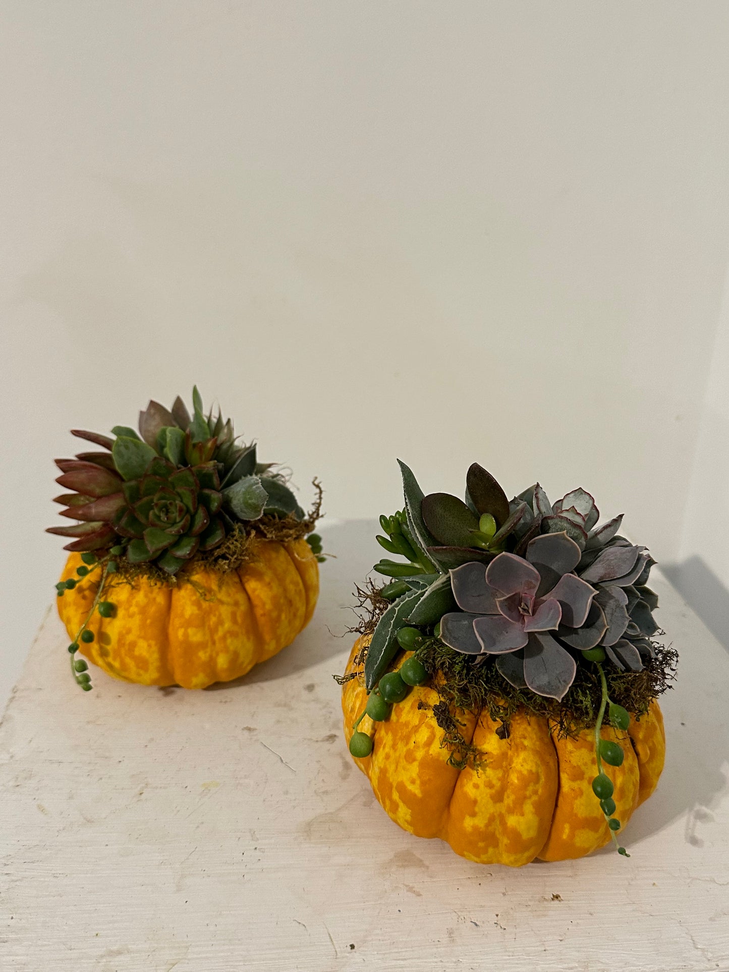 Succulents in Mini Pumpkin Set