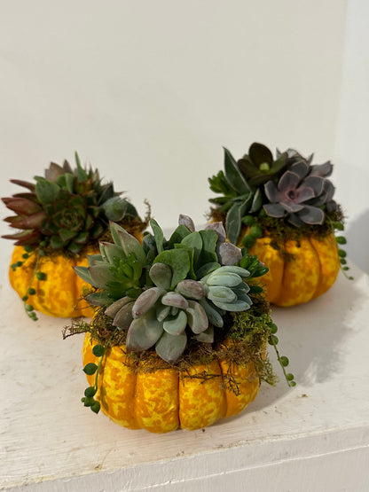 Succulents in Mini Pumpkin Set