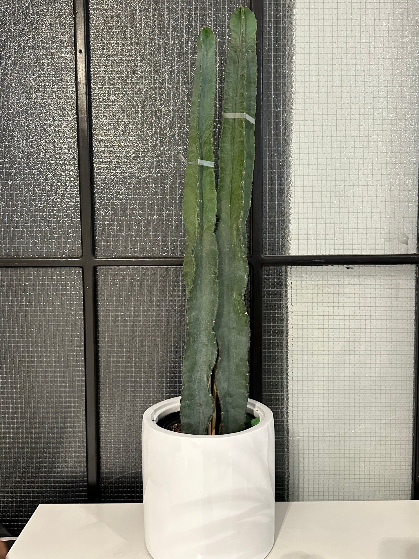 4 ft. Tall Columnar Cacti in Pot