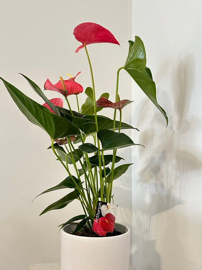 Potted Anthurium in Pot