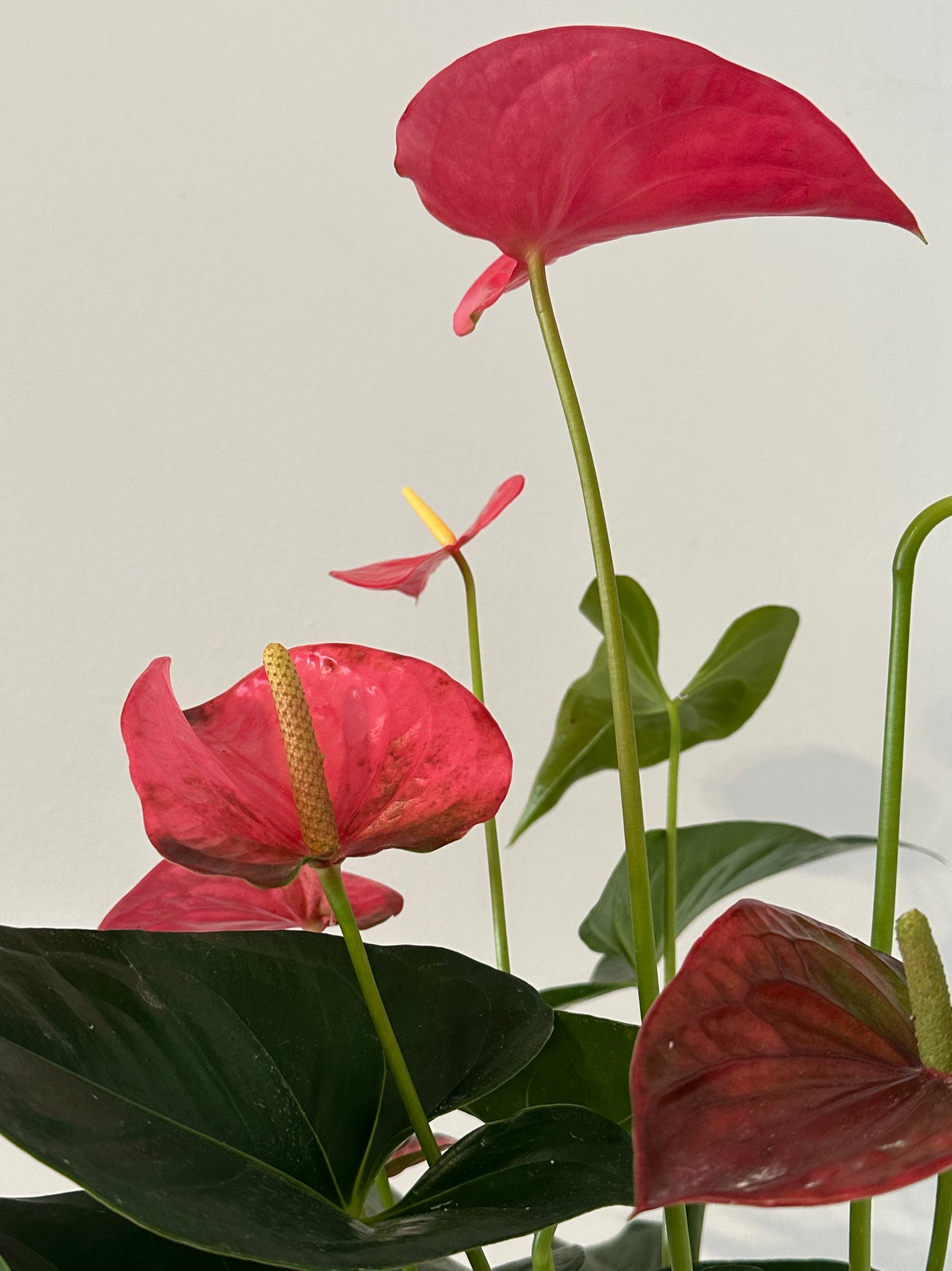 Potted Anthurium in Pot