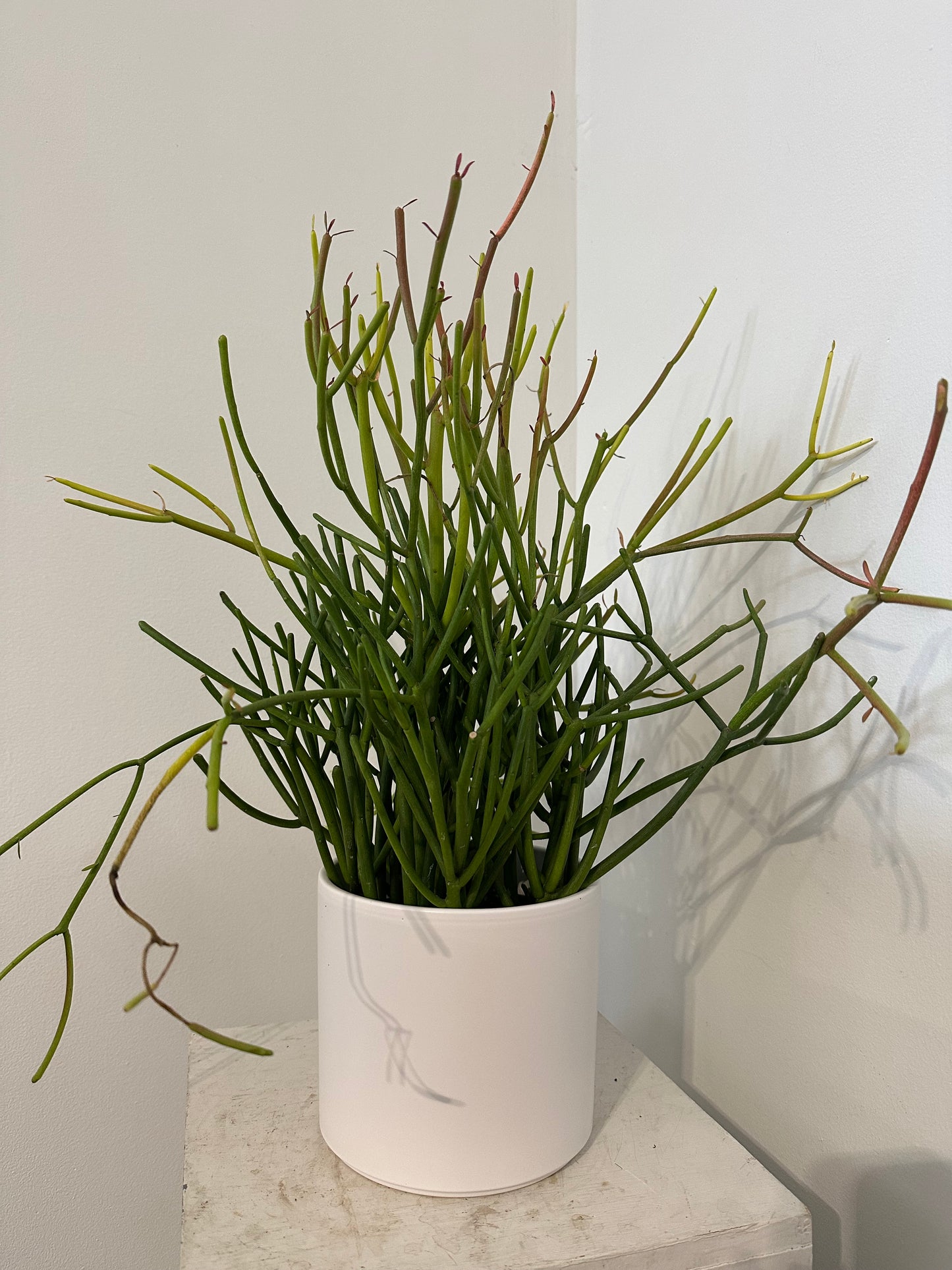 Pencil Cactus in Pot