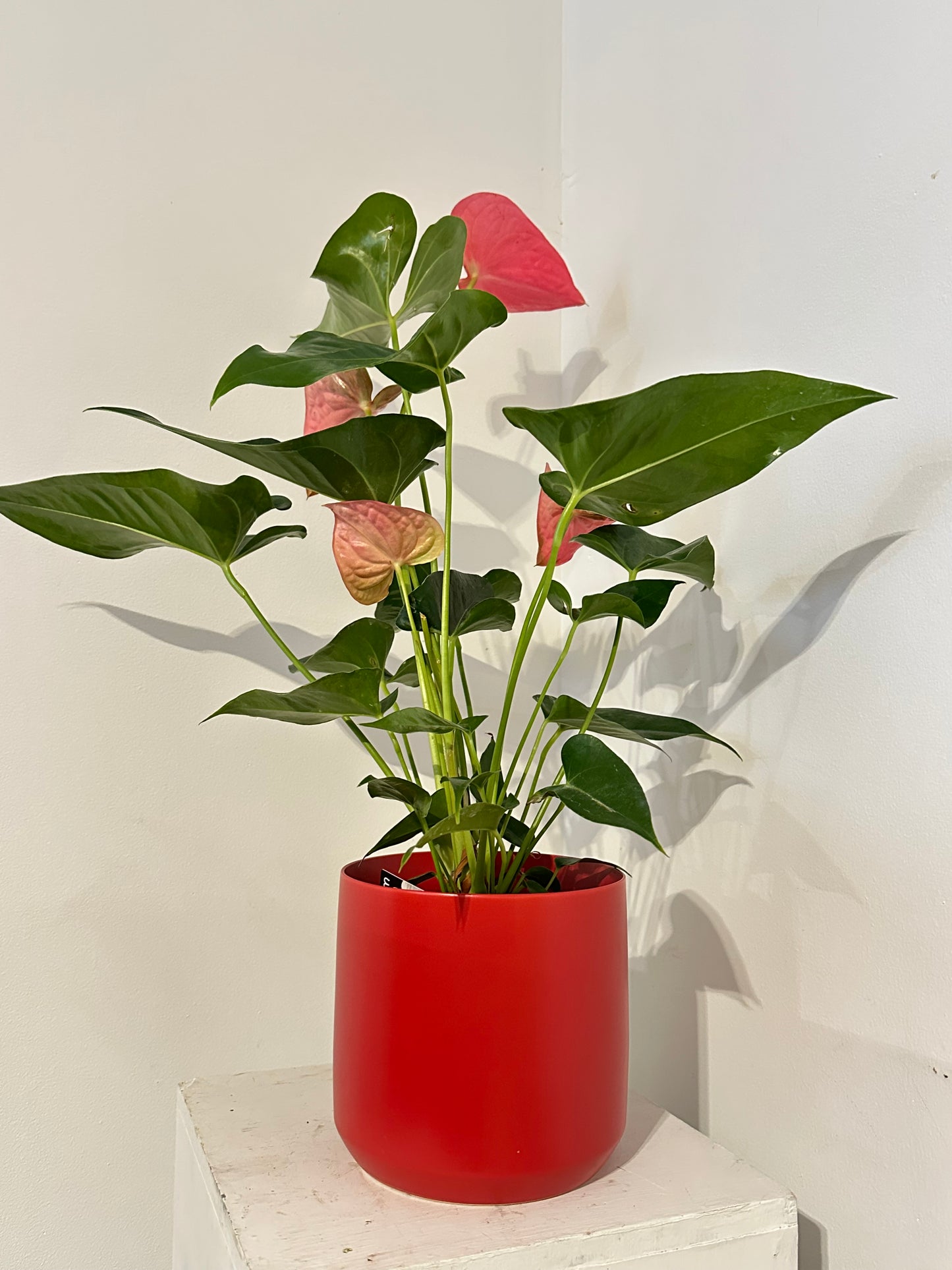 Potted Anthurium in Pot