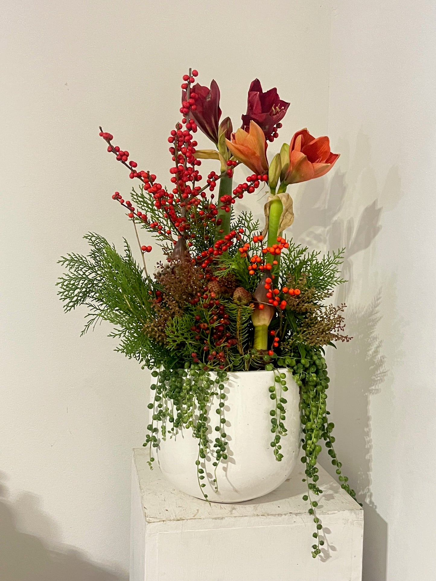 Amaryllis Allure in Fibrestone Planter