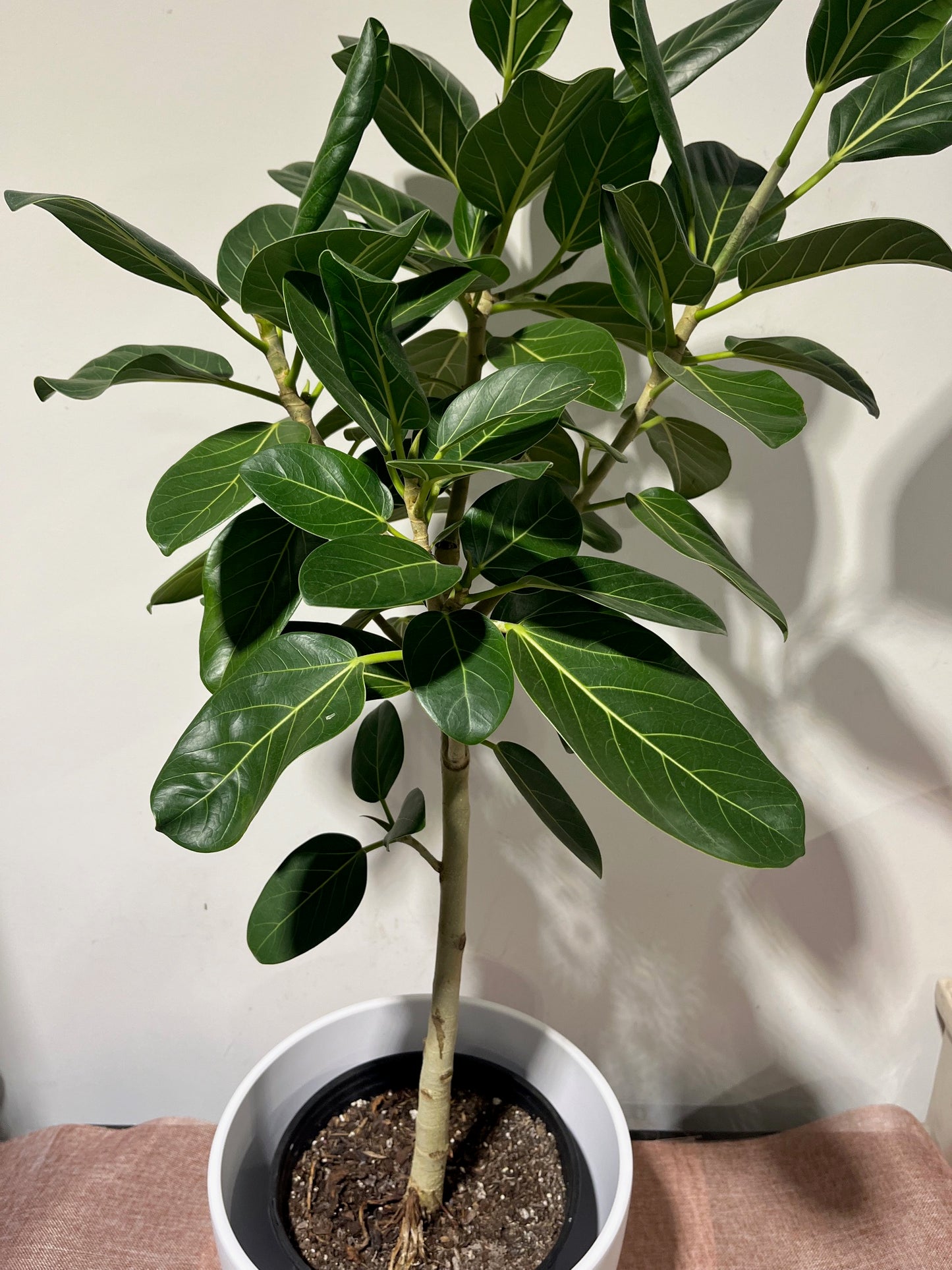 Ficus Audrey (Designer Plant)